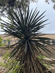 Yucca treculiana