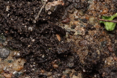 Haplophthalmus danicus