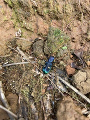 Pseudoxycheila tarsalis