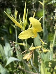 Canna glauca
