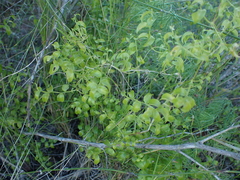Asparagus asparagoides