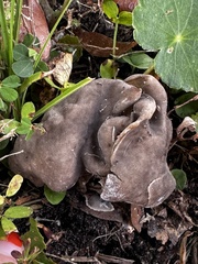 Helvella lacunosa