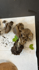 Helvella lacunosa