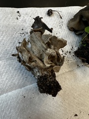 Helvella lacunosa