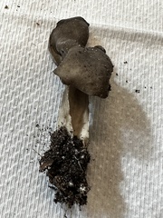 Helvella lacunosa