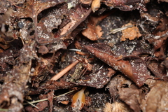 Philodromus aureolus