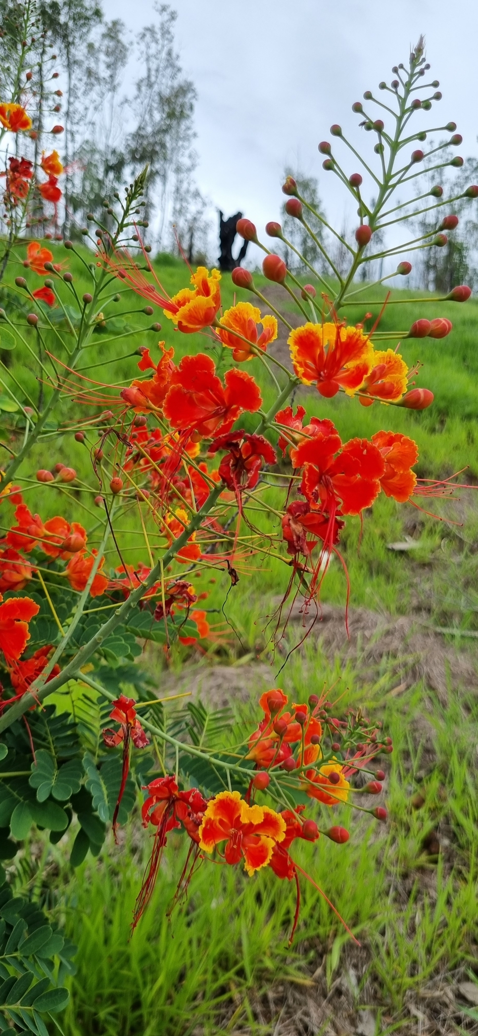 Caesalpinia pulcherrima