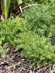Asparagus