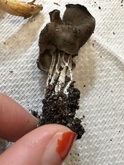 Helvella lacunosa