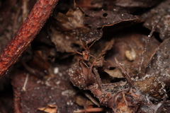 Philodromus aureolus