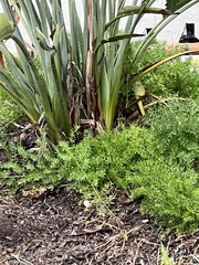 Asparagus