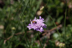 Apis mellifera scutellata