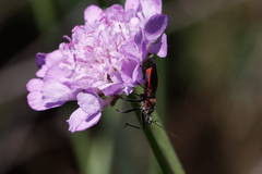 Rhynocoris segmentarius