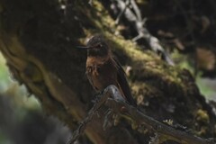 Aglaeactis cupripennis