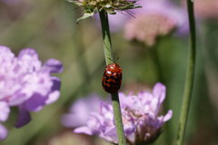 Conchyloctenia punctata