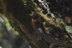 Aglaeactis cupripennis