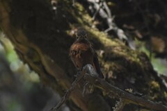 Aglaeactis cupripennis