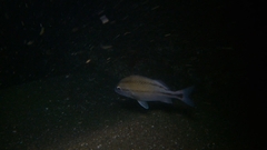 Haemulon scudderii