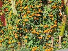 Thunbergia alata