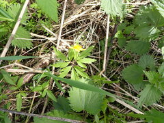 Anemonoides ranunculoides