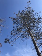 Pinaceae