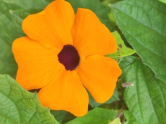 Thunbergia alata