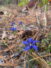 Gentiana autumnalis