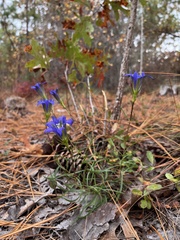 Gentiana autumnalis