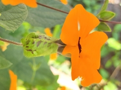 Thunbergia alata