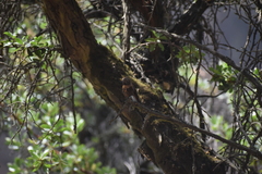 Aglaeactis cupripennis