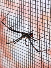 Latrodectus