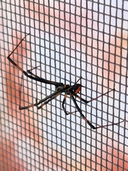 Latrodectus