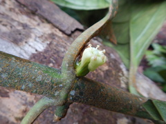 Gentianaceae