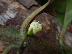 Gentianaceae