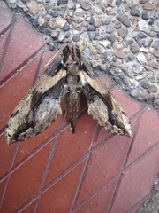 Xylophanes ceratomioides