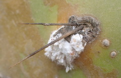 Dactylopius