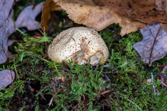 Pseudoboletus parasiticus