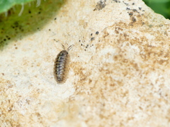 Armadillidium depressum