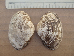 Truncilla donaciformis