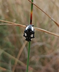 Mausoleopsis amabilis