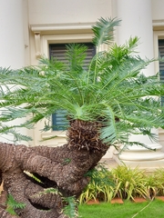 Cycas circinalis