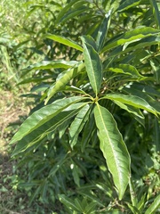 Sideroxylon foetidissimum