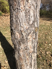 Pinaceae