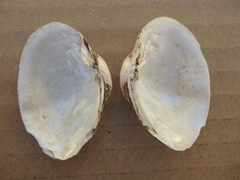 Truncilla donaciformis