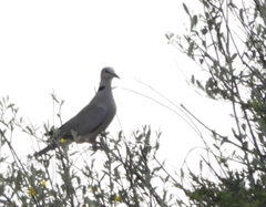 Streptopelia capicola
