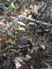 Vaccinium elliottii