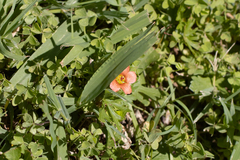 Modiola caroliniana