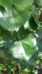 Hedera canariensis