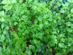 Anthriscus cerefolium