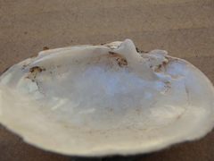 Truncilla donaciformis